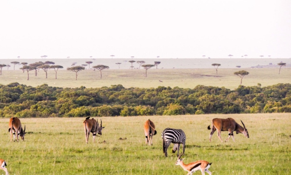 Best Time To Go On A Safari In Masai Mara