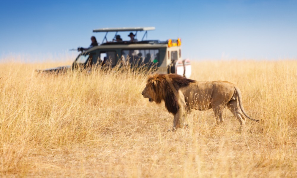 Kenya Safaris